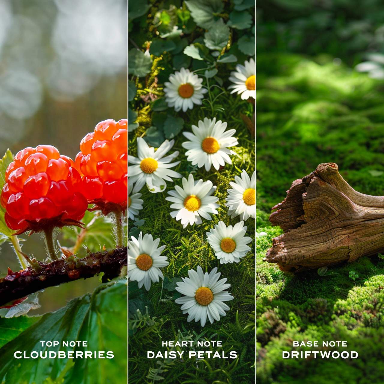 Scent Sorority Marc Jacobs Daisy Love by Marc Jacobs Eau De Toilette 1.7 oz